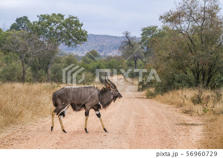 Nyala in Kruger National park, South Africa 56960729