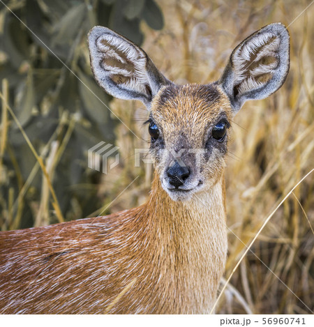 Sharpe grysbok in Kruger National park, South 56960741