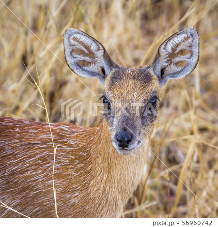 Sharpe grysbok in Kruger National park, South 56960742