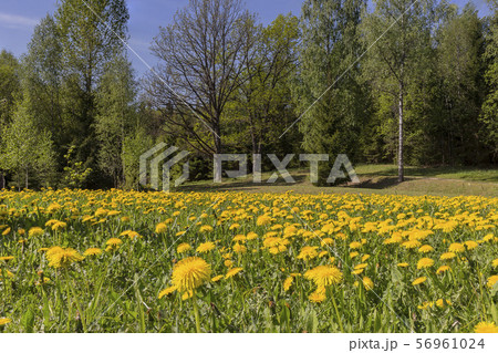 Fantastic field with fresh yellow dandelions flowers on the blue sky. Fantastic field with fresh yellow dandelions flowers on the blue sky. 56961024