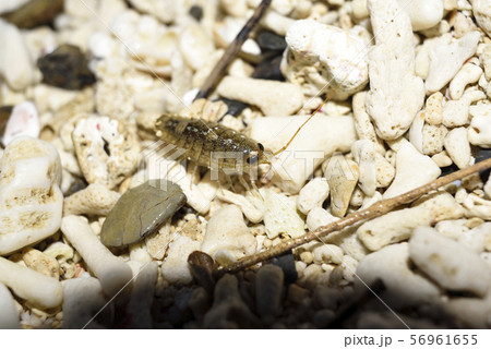 奄美大島のフナムシ属 56961655