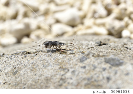 奄美大島のフナムシ属 奄美大島のフナムシ属 56961658