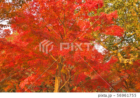 奈良の紅葉 56961755