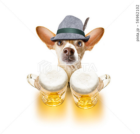 bavarian beer chihuahua dog bavarian beer chihuahua dog 56962102