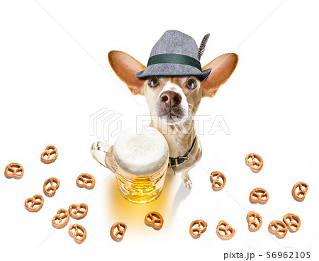 bavarian beer chihuahua dog 56962105