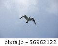 空を飛ぶカモメ 56962122