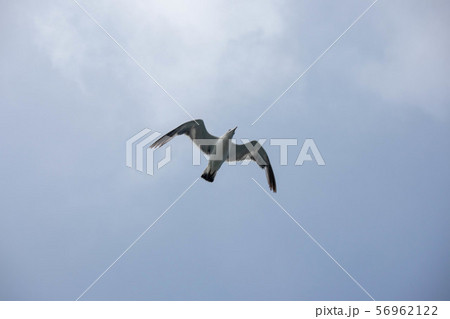 空を飛ぶカモメ 空を飛ぶカモメ 56962122