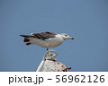 カモメ 56962126