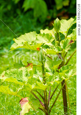 オオウバユリの蕾 56962218