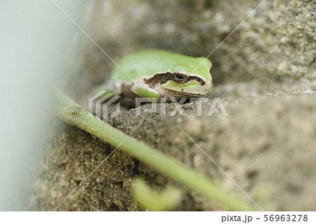 アマガエル カエル かえる 蛙 二ホンアマガエル 日本雨蛙 両生類 自然 夏 緑 コピースペース アマガエル カエル かえる 蛙 二ホンアマガエル 日本雨蛙 両生類 自然 夏 緑 コピースペース 56963278