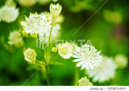 白色のアストランチャの写真素材