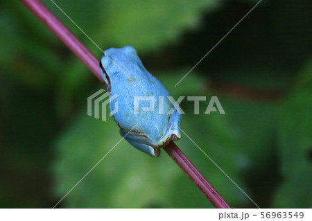 青いカエル 56963549