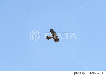 チョウゲンボウ 56963761