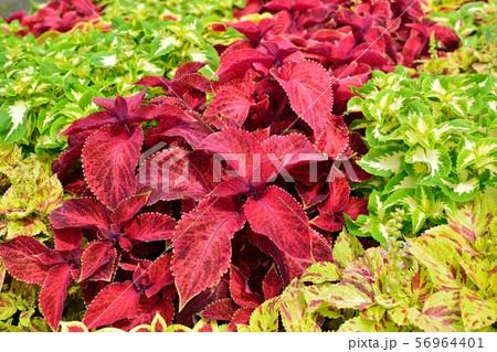 コリウス 56964401