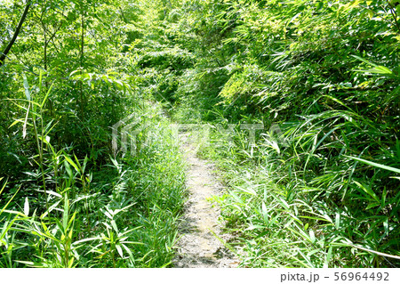 新緑の山道 新緑の山道 56964492