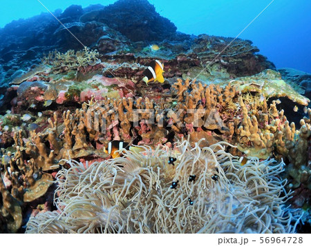 クマノミ城@石垣島 クマノミ城@石垣島 56964728