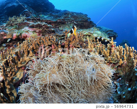 クマノミ城@石垣島 クマノミ城@石垣島 56964731