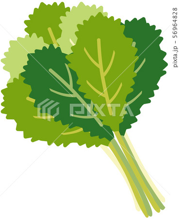 グリーンが美しい葉野菜 のらぼう菜 小松菜のイラスト素材
