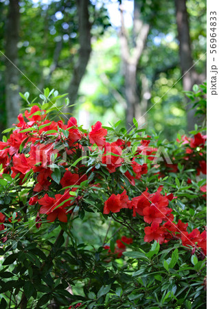 ケラマツツジ ケラマツツジ 56964833