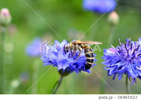 ヤグルマギクを訪れたオオハラナガツチバチのオスと思われる蜂、花と昆虫イメージ素材 ヤグルマギクを訪れたオオハラナガツチバチのオスと思われる蜂、花と昆虫イメージ素材 56965022