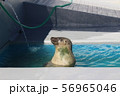 水浴びのアザラシ 56965046