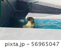 気持ちいいアザラシ 56965047