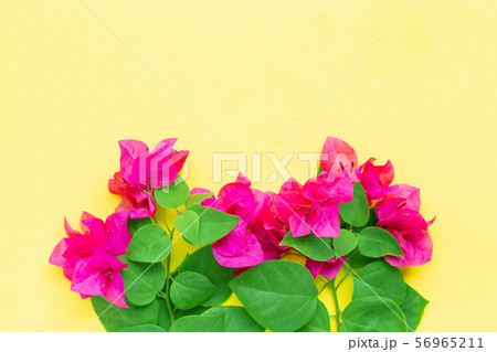 Beautiful red bougainvillea flower on yellow 56965211