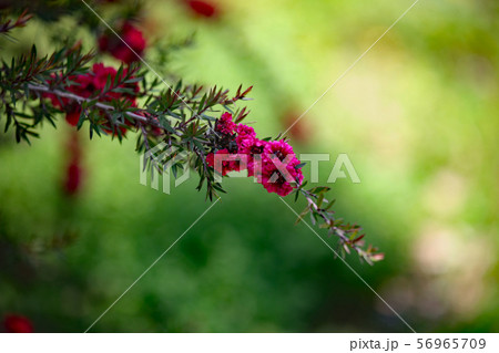 ギョリュウバイ 56965709