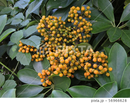 ホンコンカポックの種 56966628