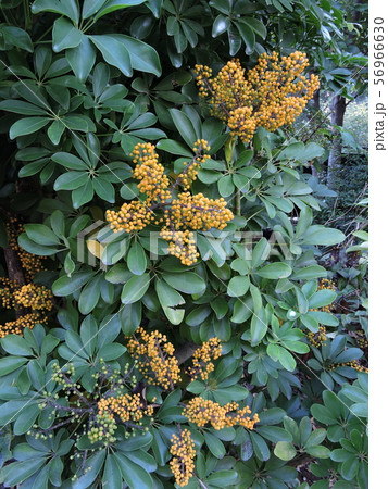 ホンコンカポックの種 56966630