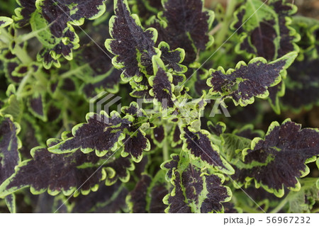 コリウス　黒色緑混じり 56967232