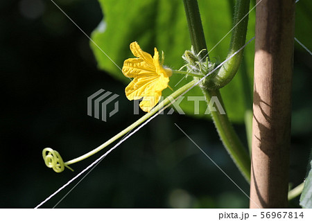 キュウリの花 キュウリの花 56967814