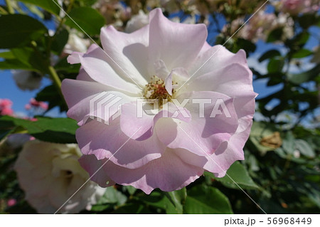 薔薇 薄ピンク 薔薇 薄ピンク 56968449