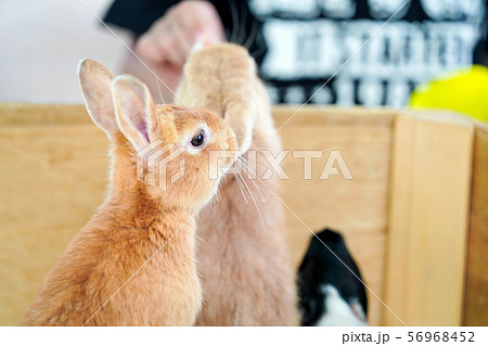 子供と遊ぶうさぎ ふれあい動物園の写真素材