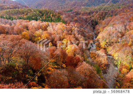 城ヶ倉渓谷 紅葉 八甲田 青森 日本 城ヶ倉渓谷 紅葉 八甲田 青森 日本 56968478