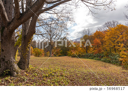 秋の風景　紅葉の森  56968517