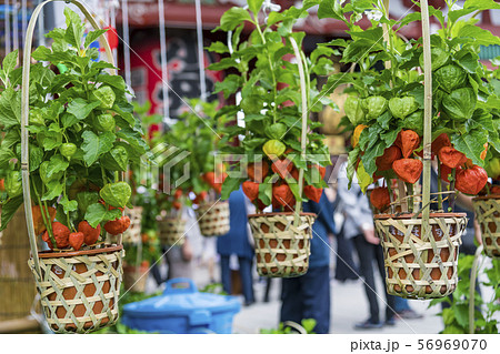 【浅草　浅草寺　ほおずき市】 56969070
