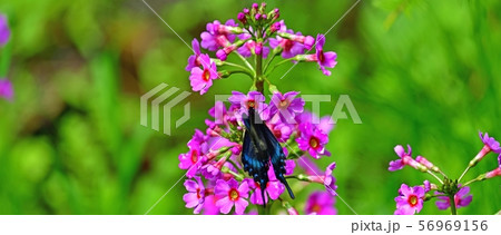 クリンソウとミヤマカラスアゲハのコラボ@ノンノの森、北海道 クリンソウとミヤマカラスアゲハのコラボ@ノンノの森、北海道 56969156