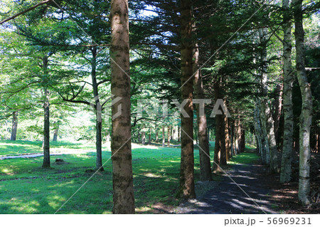 橋野鉄鉱山、種焼場付近の散策路 56969231