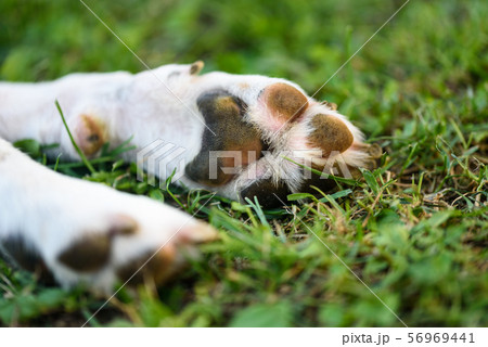Macro shoot of beagle dog paw feet and nails Macro shoot of beagle dog paw feet and nails 56969441