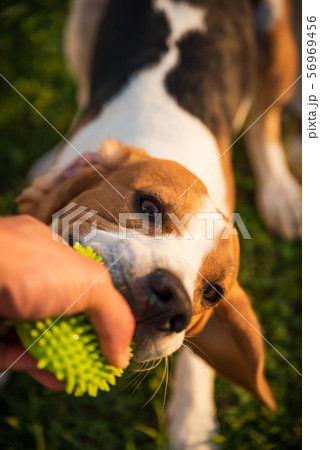 Tug of war with beagle dog on a grass in sunny 56969456