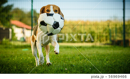 Dog beagle purebred running with a football ball Dog beagle purebred running with a football ball 56969466