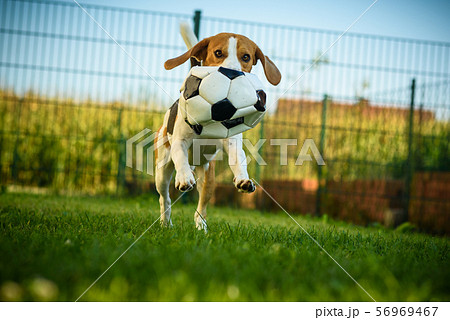 Dog beagle purebred running with a football ball 56969467