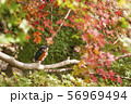 カワセミと紅葉② 56969494