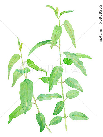 Corymbia Citriodora レモンユーカリのイラスト素材