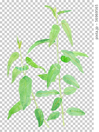 Corymbia citriodora レモンユーカリ 56969565