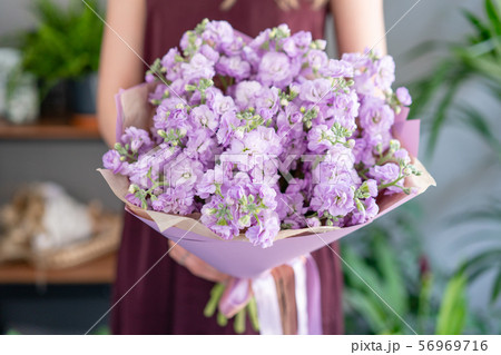 Fresh bouquet of purple Mattioli close-up. Womens or Mothers Day Theme. European floral shop. Bunch Fresh bouquet of purple Mattioli close-up. Womens or Mothers Day Theme. European floral shop. Bunch 56969716