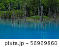 北海道・美瑛　青い池 56969860
