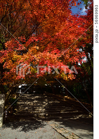龍安寺の紅葉 龍安寺の紅葉 56969963