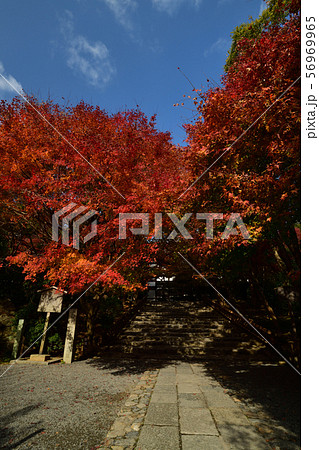 龍安寺の紅葉 龍安寺の紅葉 56969965
